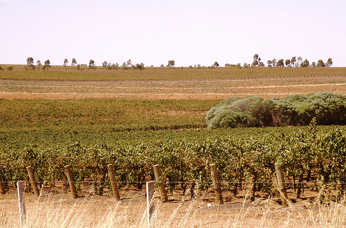 The wineries of South Australia